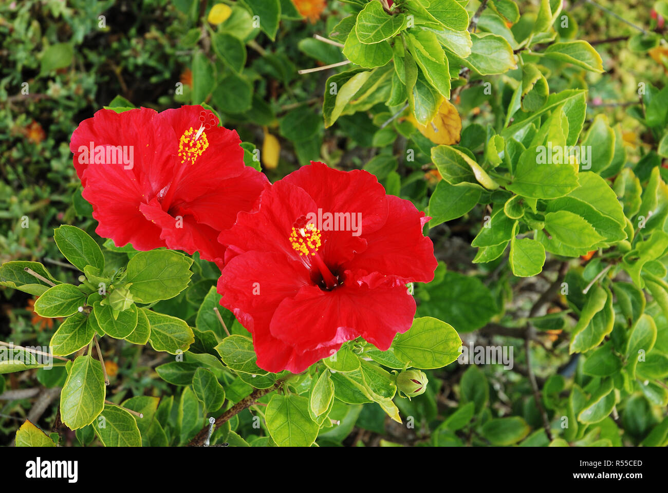 I fiori di ibisco. Foto Stock