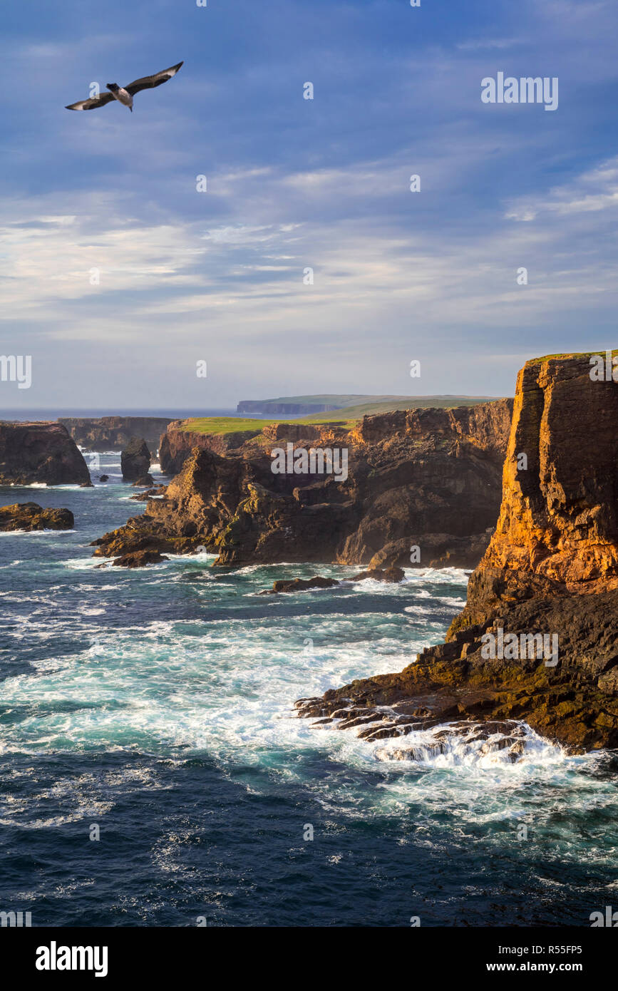 Scogliere sul mare e il mare di pile a Eshaness / Esha Ness al tramonto e si avvicina al Dark nuvole temporalesche in Northmavine, Continentale, le isole Shetland, Scotland, Regno Unito Foto Stock