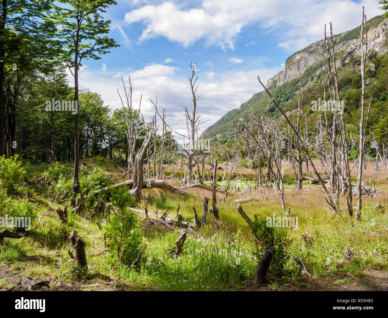 Molti tronchi di alberi morti causati dai castori in Tierra del Fuego National Park, Patagonia, Argentina Foto Stock