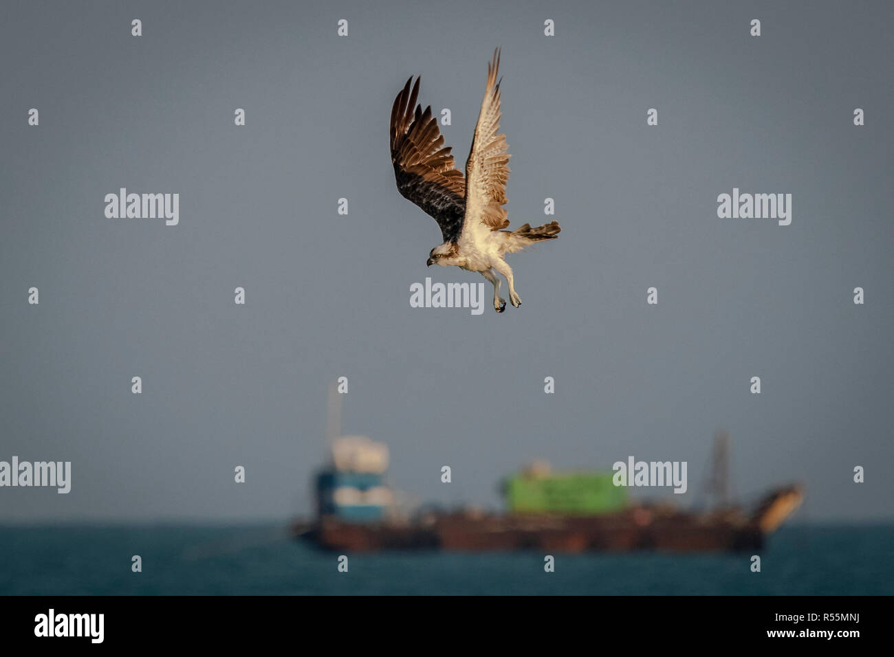 Osprey iniziando il suo attacco alla caccia di un pesce di mare al Wakra beach - Qatar Foto Stock