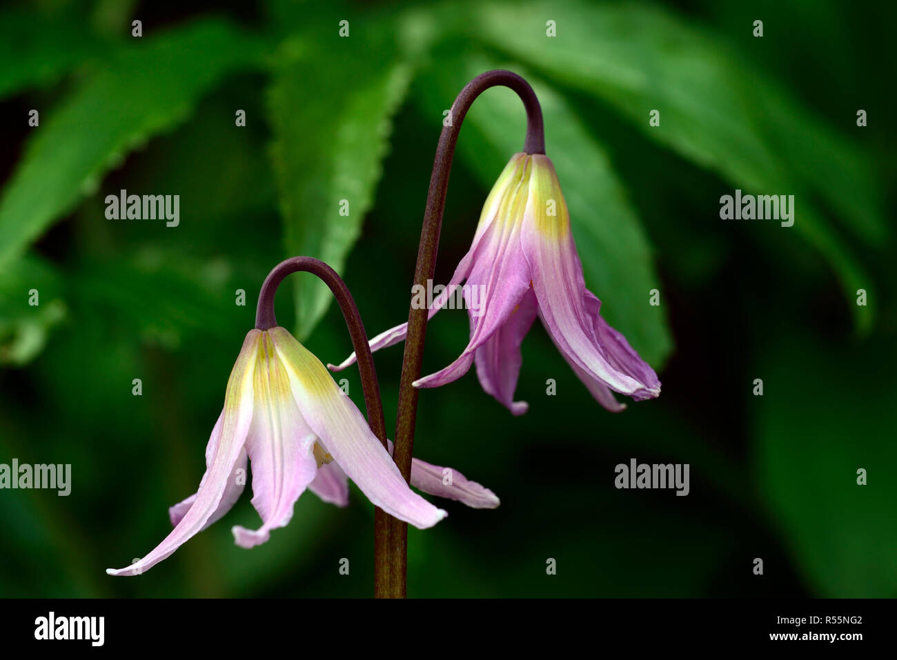 Erythronium revolutum x howellii,rosa, fiore, ibrido, fawn lily, dogstooth violetta, molla, fiori, i colori,marmorizzato Fogliame, foglie, RM Flora Foto Stock