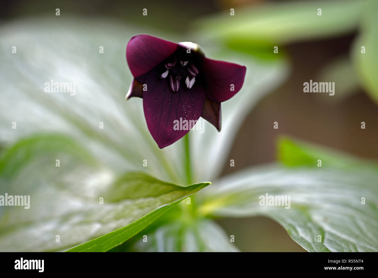 Trillium erectum,Red Trillium,Wake-robin,viola,rosso,fiore,fiori,Molla,ombra ombreggiate,ombroso, legno,woodland,fiore,fiori, RM Floral Foto Stock