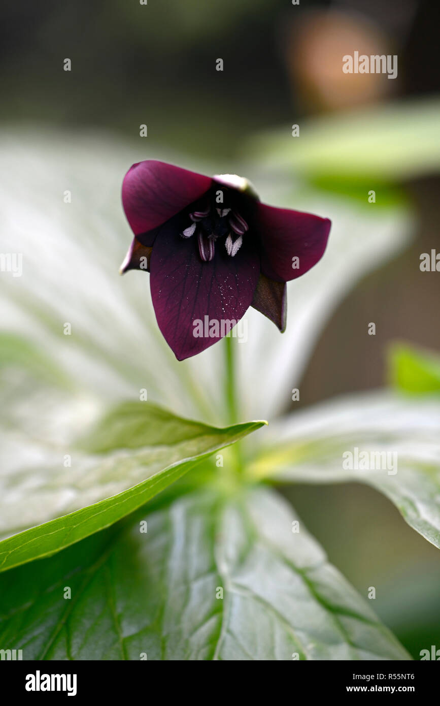 Trillium erectum,Red Trillium,Wake-robin,viola,rosso,fiore,fiori,Molla,ombra ombreggiate,ombroso, legno,woodland,fiore,fiori, RM Floral Foto Stock