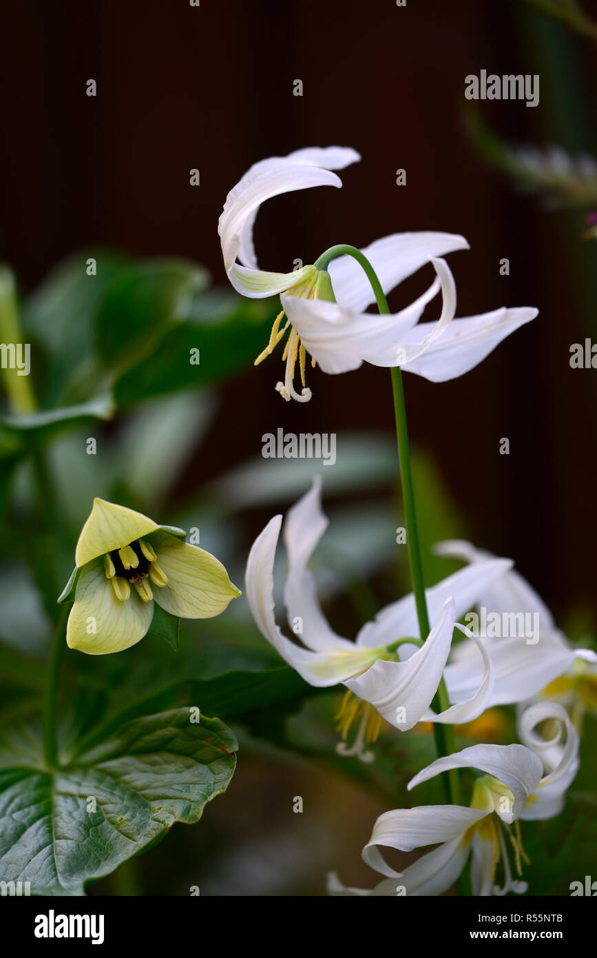 Trillium erectum,color crema variante,Red Trillium,Wake-robin,Erythronium oregonum, oregon fawn lily,fawn gigli,bianco,fiore,fiori,Molla,all'ombra,sh Foto Stock