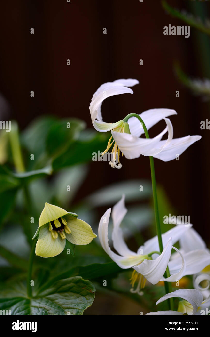 Trillium erectum,color crema variante,Red Trillium,Wake-robin,Erythronium oregonum, oregon fawn lily,fawn gigli,bianco,fiore,fiori,Molla,all'ombra,sh Foto Stock