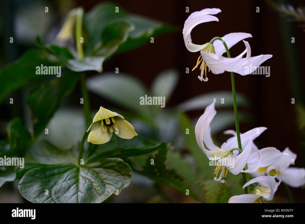 Trillium erectum,color crema variante,Red Trillium,Wake-robin,Erythronium oregonum, oregon fawn lily,fawn gigli,bianco,fiore,fiori,Molla,all'ombra,sh Foto Stock