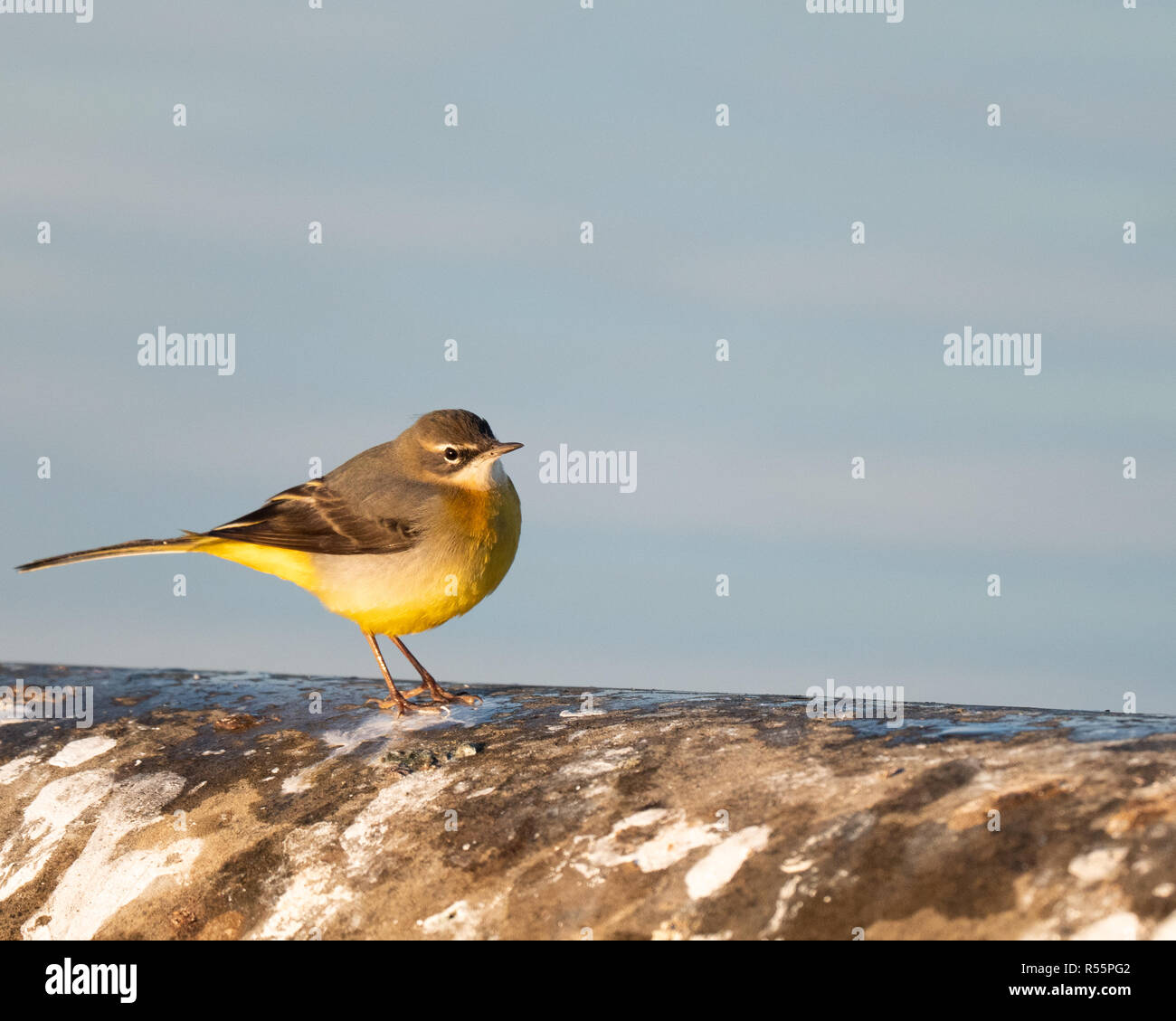 Wagtail grigio (Motacilla cinerea) foraggio lungo le rive di un serbatoio nel Regno Unito durante una soleggiata fredda mattina autunnale. Foto Stock