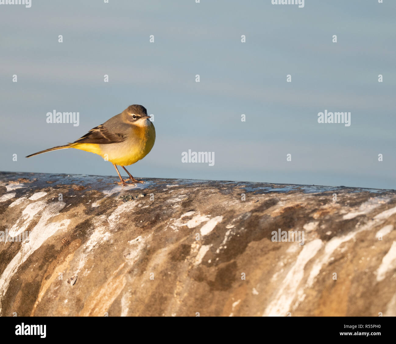 Wagtail grigio (Motacilla cinerea) foraggio lungo le rive di un serbatoio nel Regno Unito durante una soleggiata fredda mattina autunnale. Foto Stock