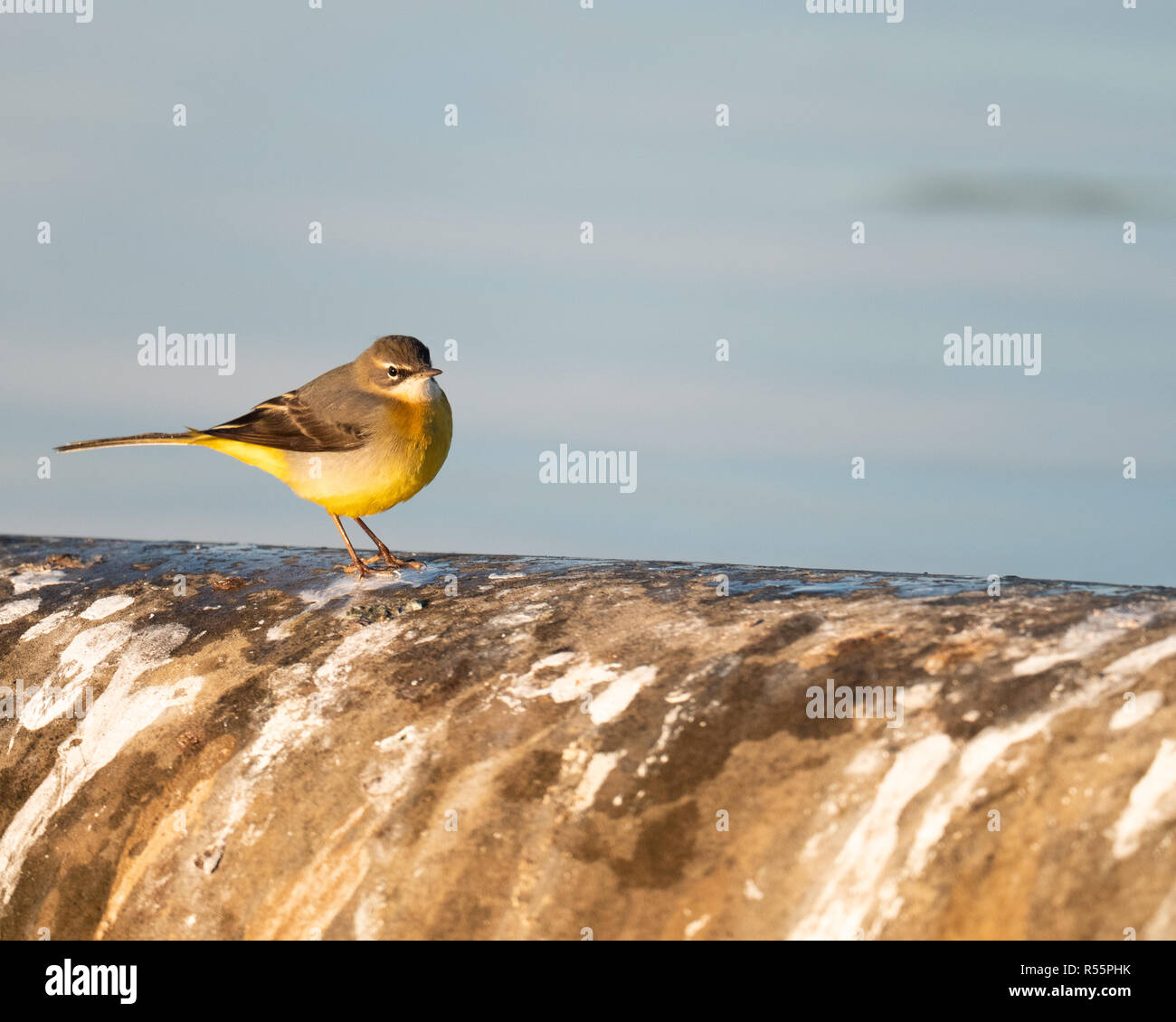Wagtail grigio (Motacilla cinerea) foraggio lungo le rive di un serbatoio nel Regno Unito durante una soleggiata fredda mattina autunnale. Foto Stock