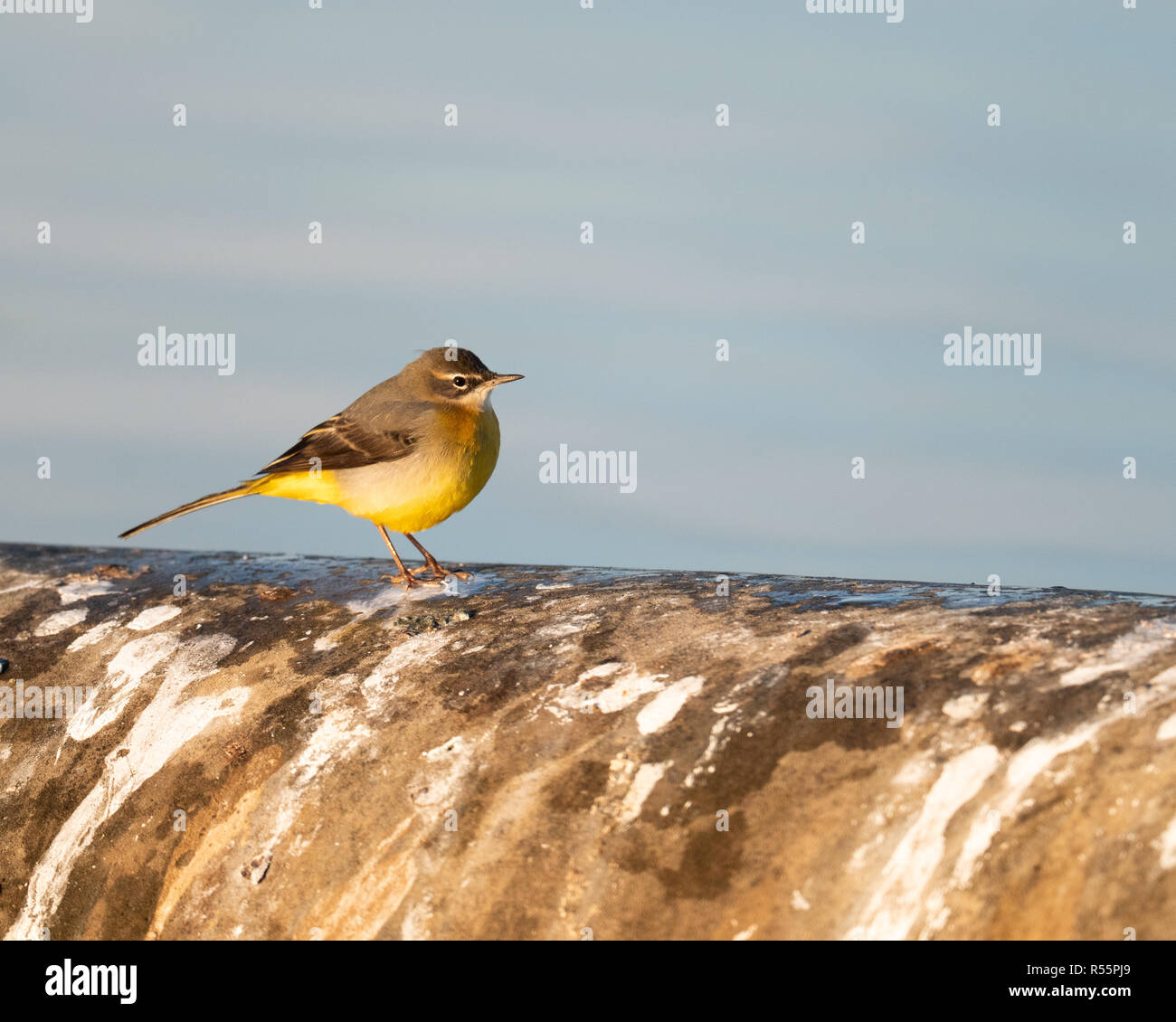 Wagtail grigio (Motacilla cinerea) foraggio lungo le rive di un serbatoio nel Regno Unito durante una soleggiata fredda mattina autunnale. Foto Stock