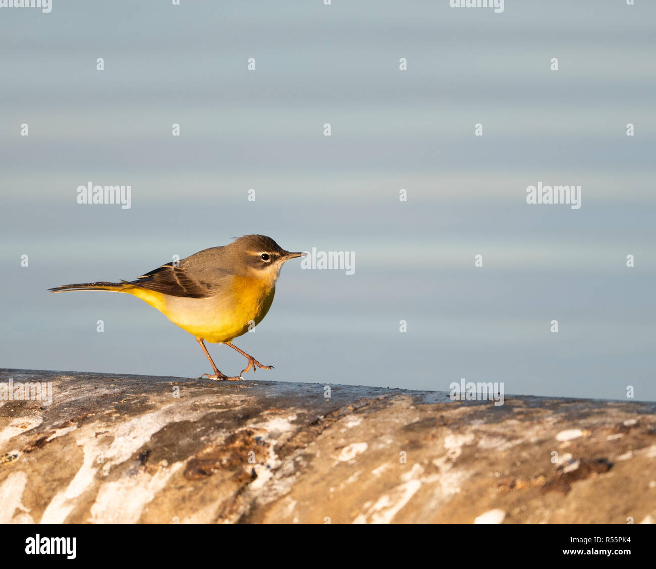 Wagtail grigio (Motacilla cinerea) foraggio lungo le rive di un serbatoio nel Regno Unito durante una soleggiata fredda mattina autunnale. Foto Stock