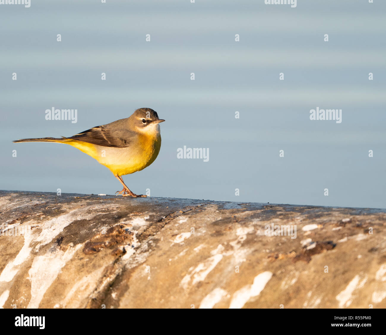 Wagtail grigio (Motacilla cinerea) foraggio lungo le rive di un serbatoio nel Regno Unito durante una soleggiata fredda mattina autunnale. Foto Stock