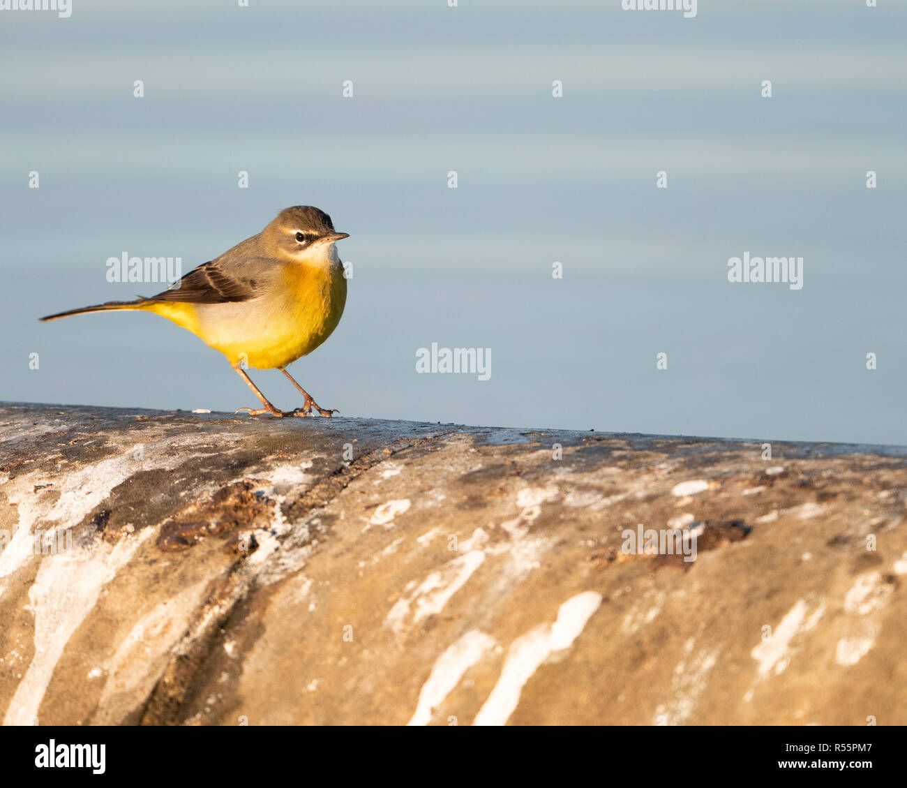 Wagtail grigio (Motacilla cinerea) foraggio lungo le rive di un serbatoio nel Regno Unito durante una soleggiata fredda mattina autunnale. Foto Stock