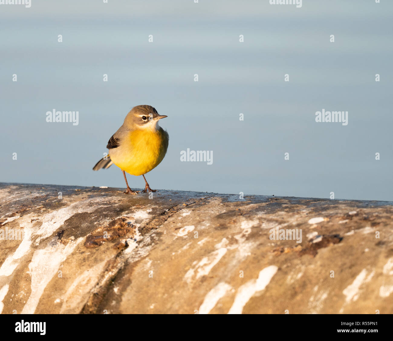 Wagtail grigio (Motacilla cinerea) foraggio lungo le rive di un serbatoio nel Regno Unito durante una soleggiata fredda mattina autunnale. Foto Stock