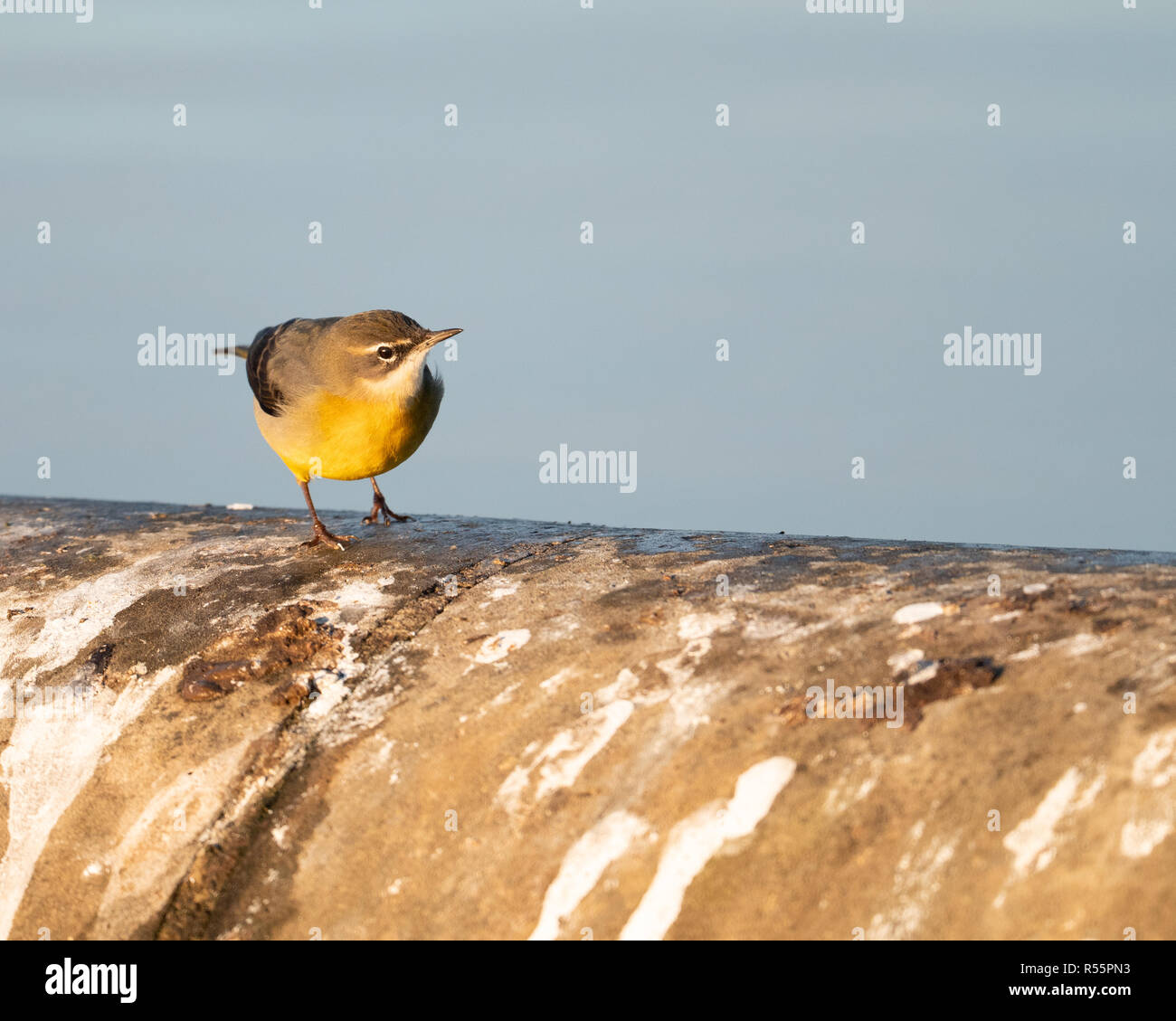 Wagtail grigio (Motacilla cinerea) foraggio lungo le rive di un serbatoio nel Regno Unito durante una soleggiata fredda mattina autunnale. Foto Stock