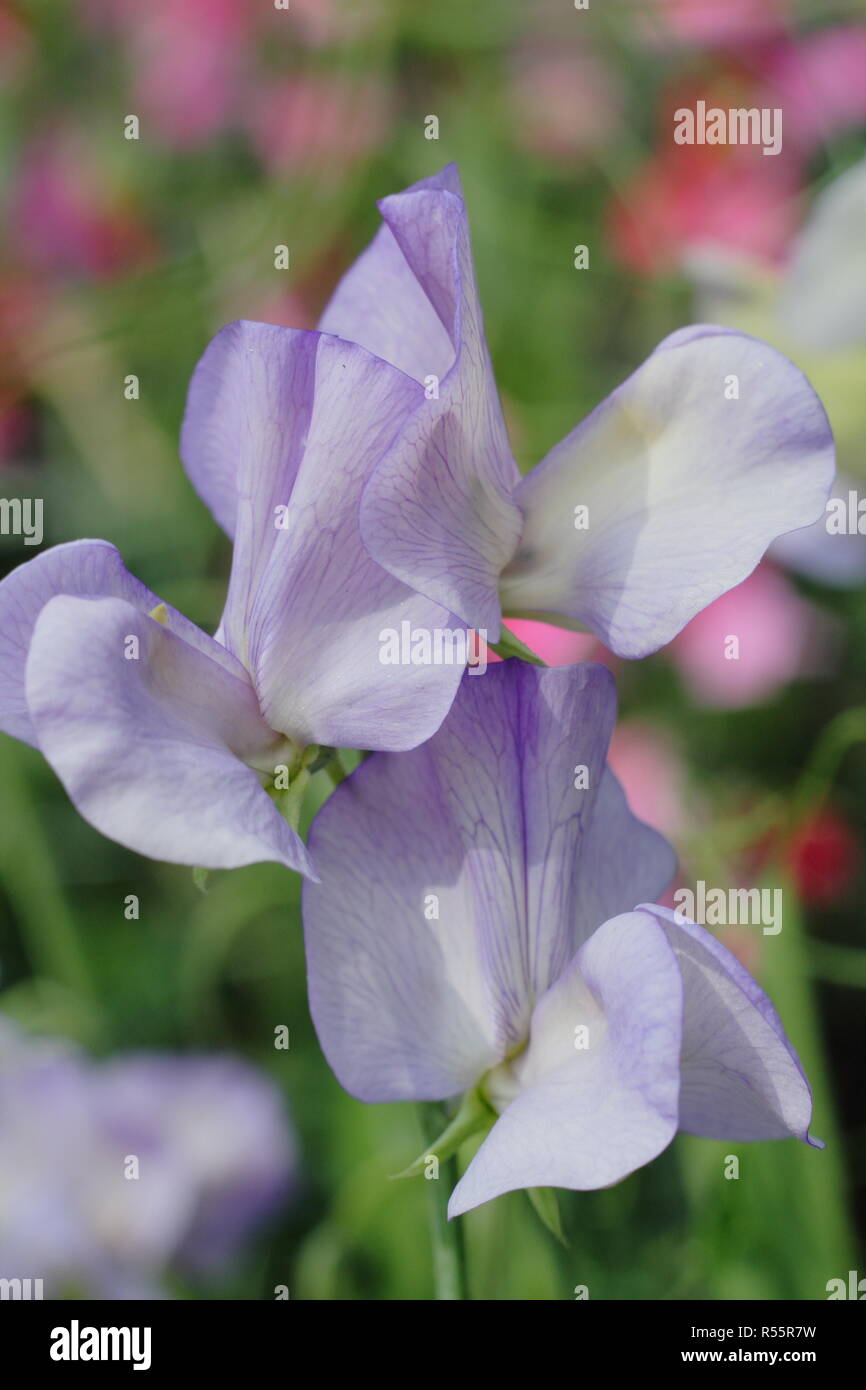 Lathyrus odoratus 'Kingfisher', un moderno grandiflora pisello dolce fioritura in un inglese il giardino di taglio, estate, REGNO UNITO Foto Stock