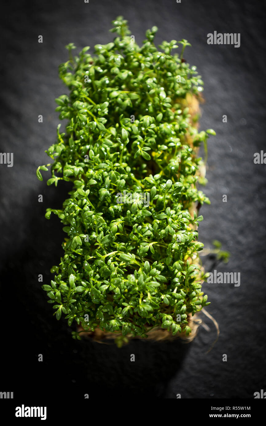 Bio cress Foto Stock