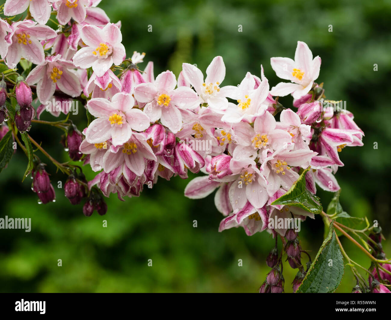 Rosa e Bianco a inizio estate fiori di teh hardy Arbusti decidui, Deutzia 'Iris Alford' Foto Stock