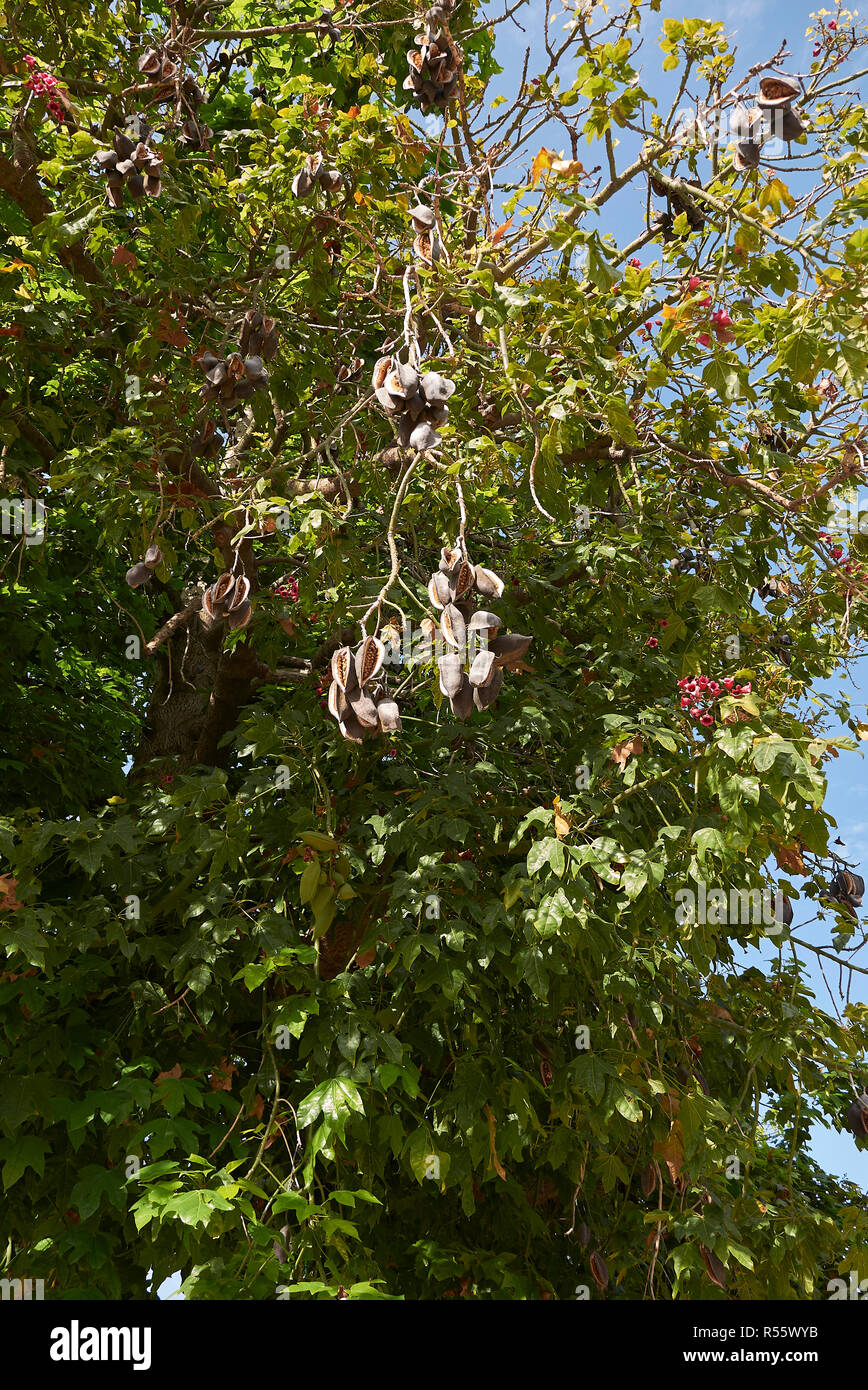 Ramo di Brachychiton acerifolius tree con frutta e fiori Foto Stock