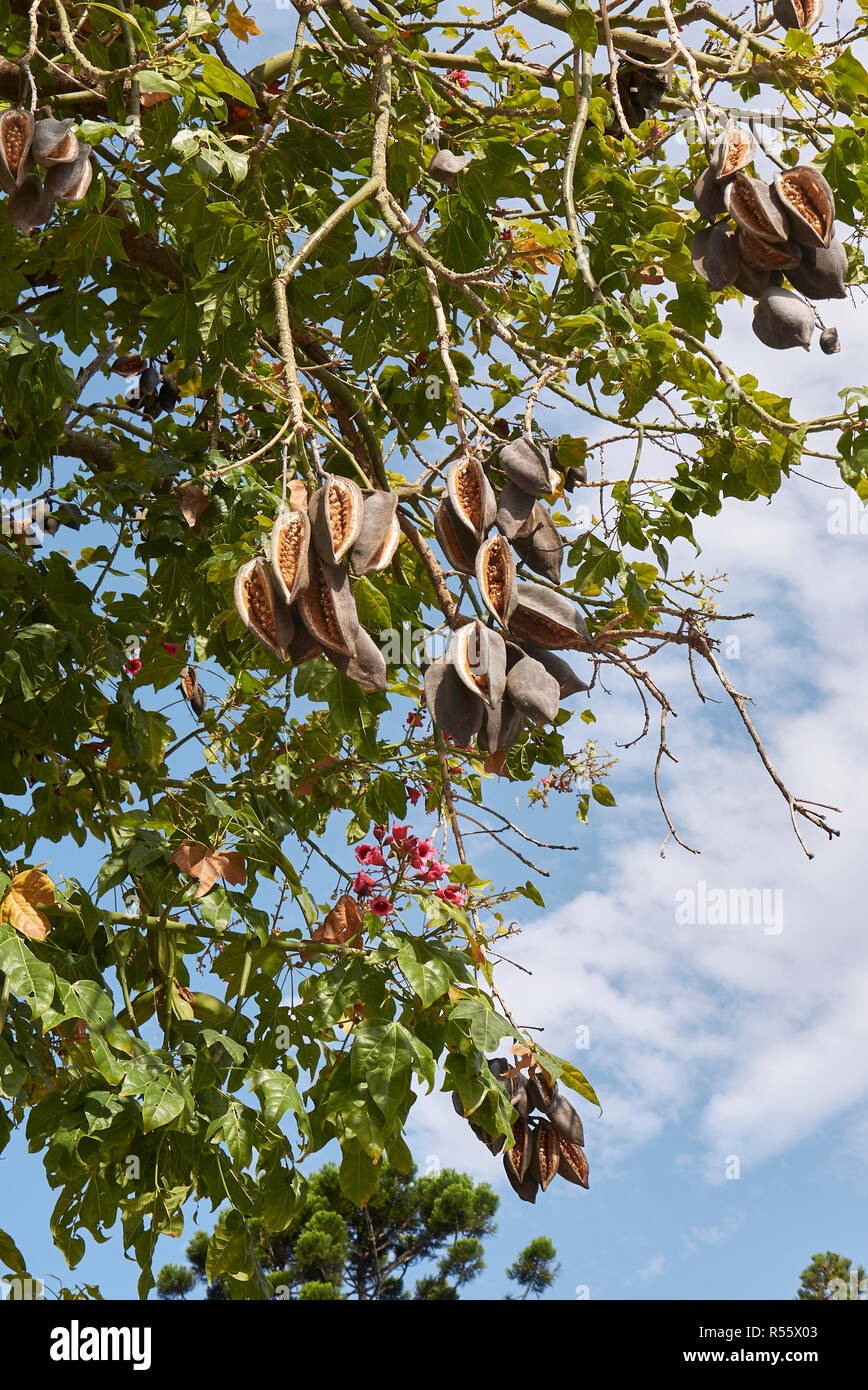 Ramo di Brachychiton acerifolius tree con frutta e fiori Foto Stock