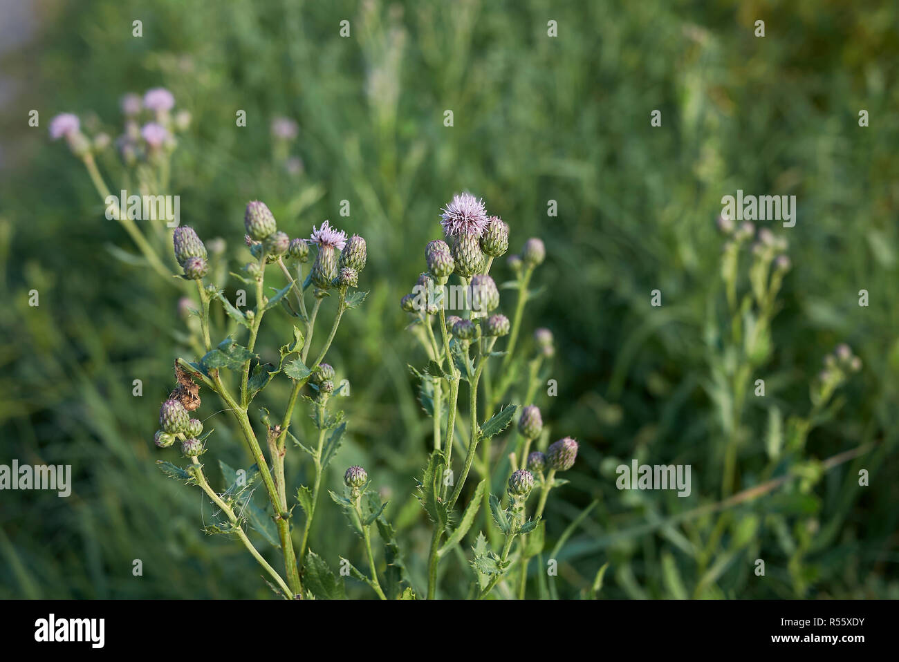 Cirsium arvense pianta con fiore e semi Foto Stock