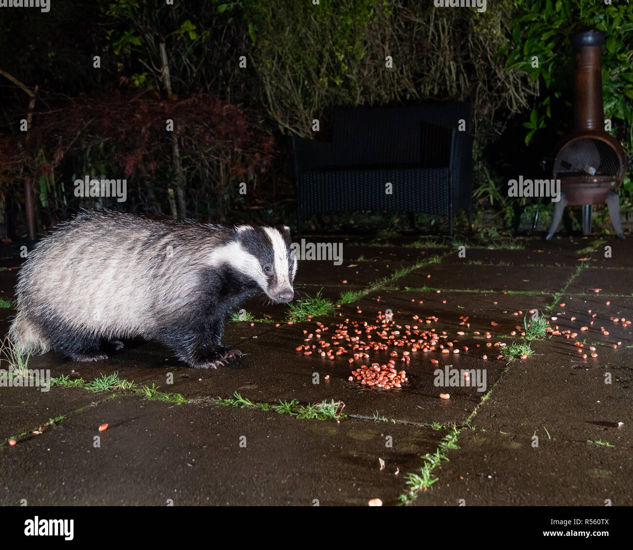 Badgers (Meles meles) che si nutrono nel giardino sub-urbano a Cheshire, Inghilterra Foto Stock