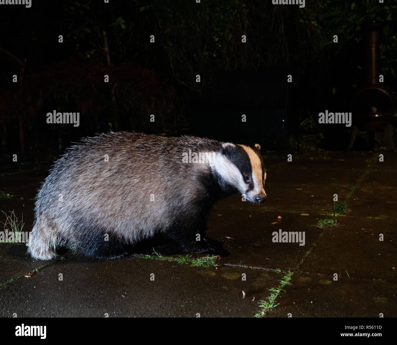 Badgers (Meles meles) che si nutrono nel giardino sub-urbano a Cheshire, Inghilterra Foto Stock