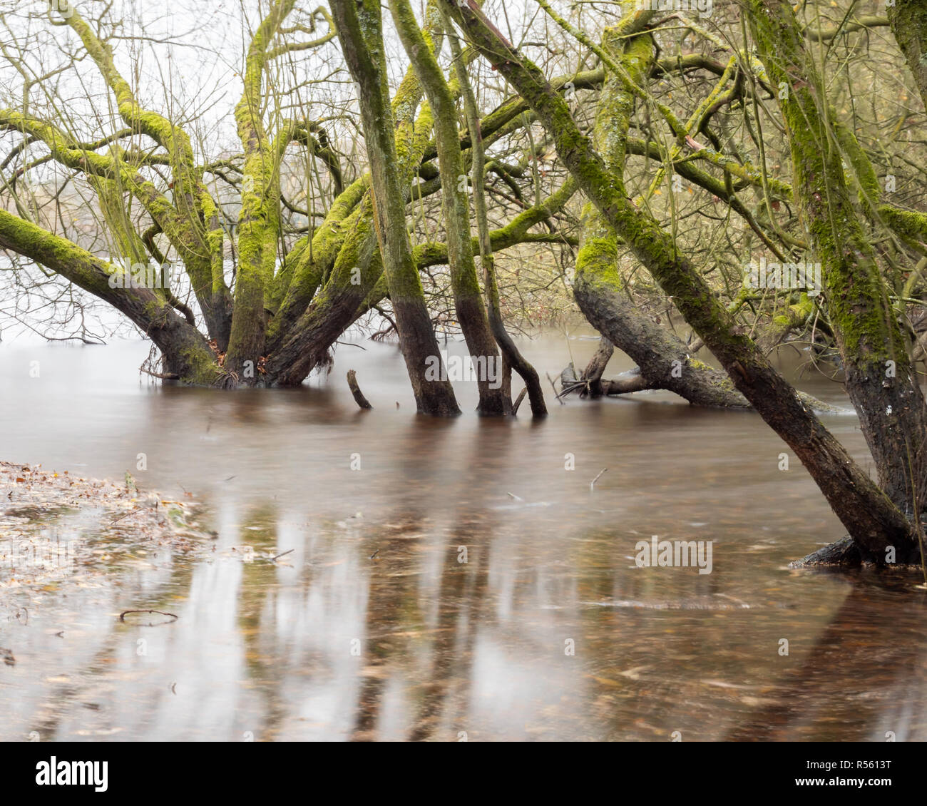 Bosco umido - utilizzando i filtri ND per sfocare l'acqua intorno alla base di questi alberi allagati Foto Stock