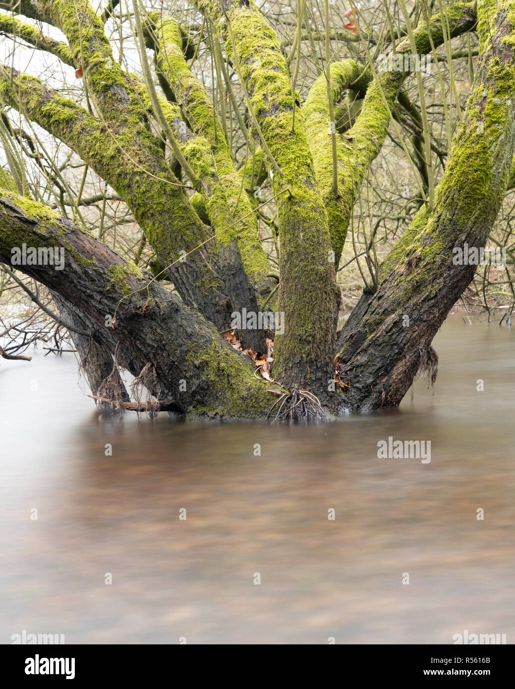 Bosco umido - utilizzando i filtri ND per sfocare l'acqua intorno alla base di questi alberi allagati Foto Stock