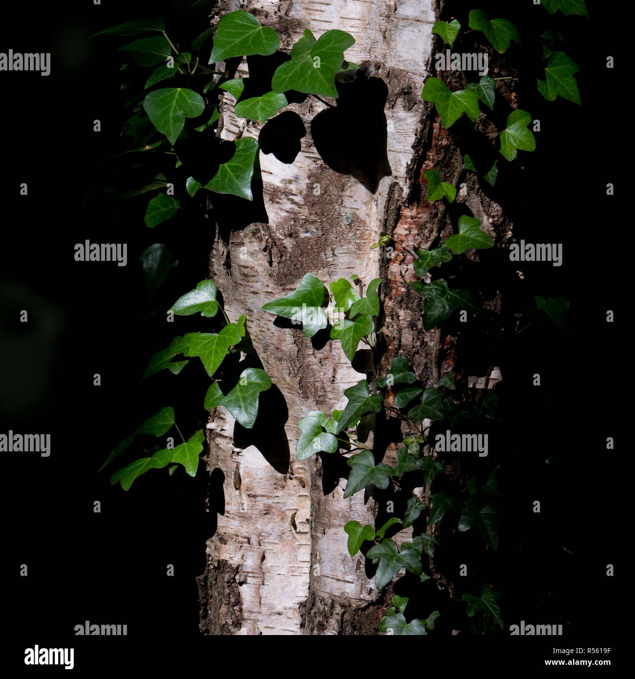 Piante fotografati in un bosco durante il sole di mezzogiorno. Utilizzati flussi di luce solare contro il bosco scuro lo sfondo per evidenziare le piante. Foto Stock