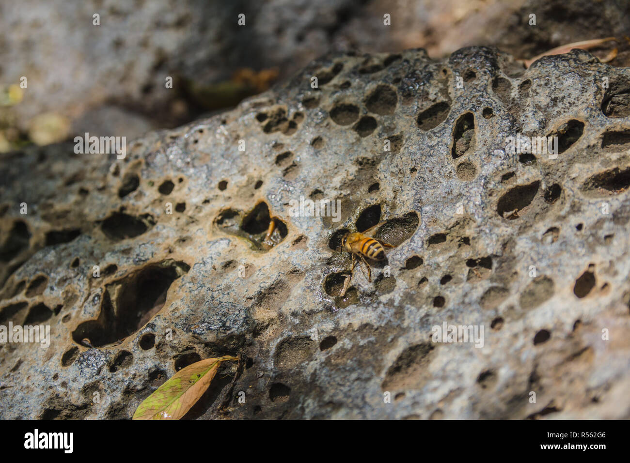 Bee acqua potabile da cadute su una roccia perforata Foto Stock