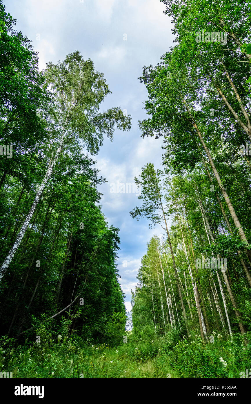 Radura striscia dividendo una foresta di Bialowieza National Park, Polonia. Foto Stock