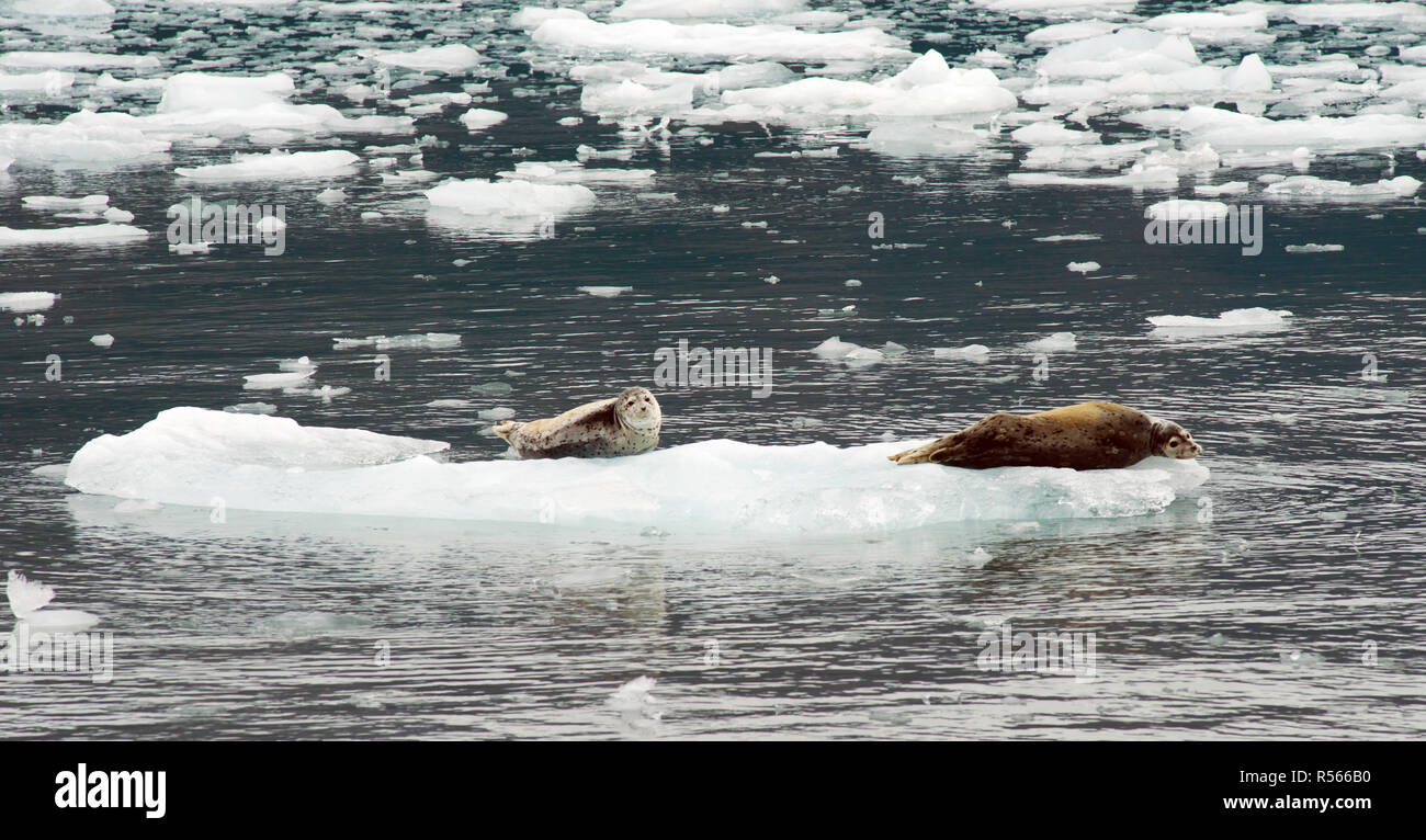 Guarnizione selvatici Lions Iceburg Aialik Bay Kenai Fjords Alaska Foto Stock