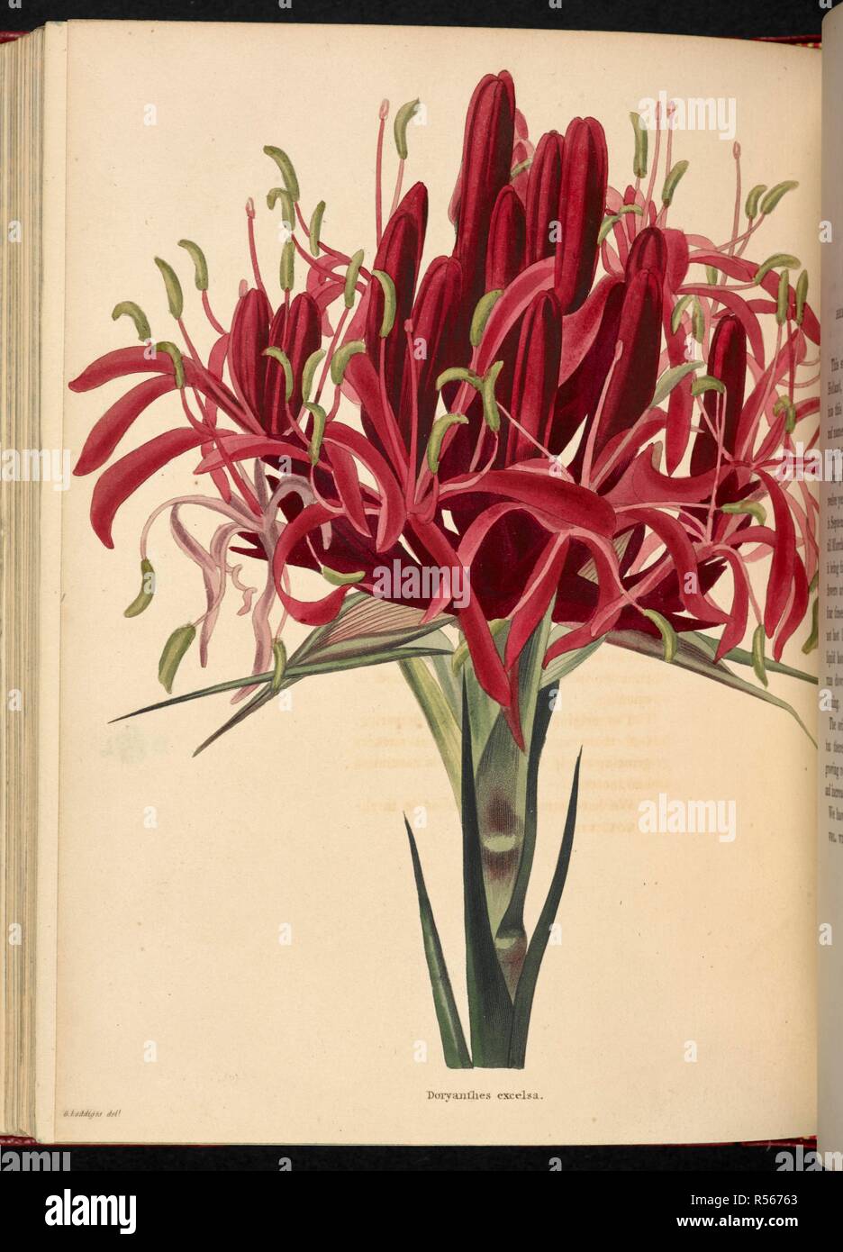 Doryanthes excelsa. Il Cabinet di botanica, costituito da delineations colorate di piante provenienti da tutti i paesi, con un breve resoconto di ciascuna, ecc. Da C. Loddiges e figli ... Le piastre di G. Cooke. vol. 1-20. Londra, 1817-33. Fonte: 443.b.12, vol.8, no.765. Autore: Cooke, George. Foto Stock