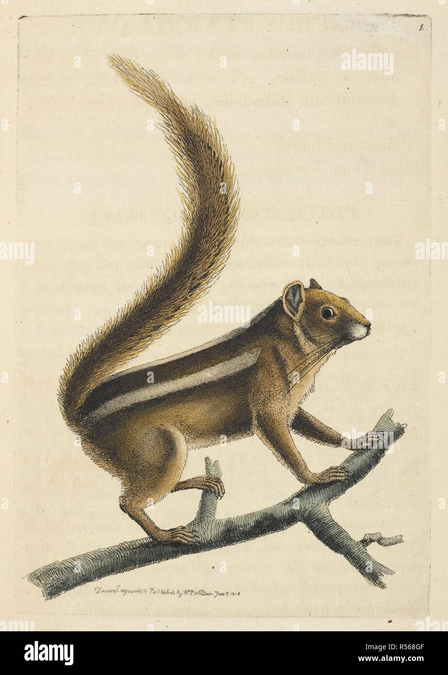 Uno scoiattolo. La Zoological Miscellanea; essendo le descrizioni di nuovi o interessanti animali. Londra, 1814-1817. Fonte: 45.b.16. Tab.I. Autore: Leach, William Elford. Foto Stock