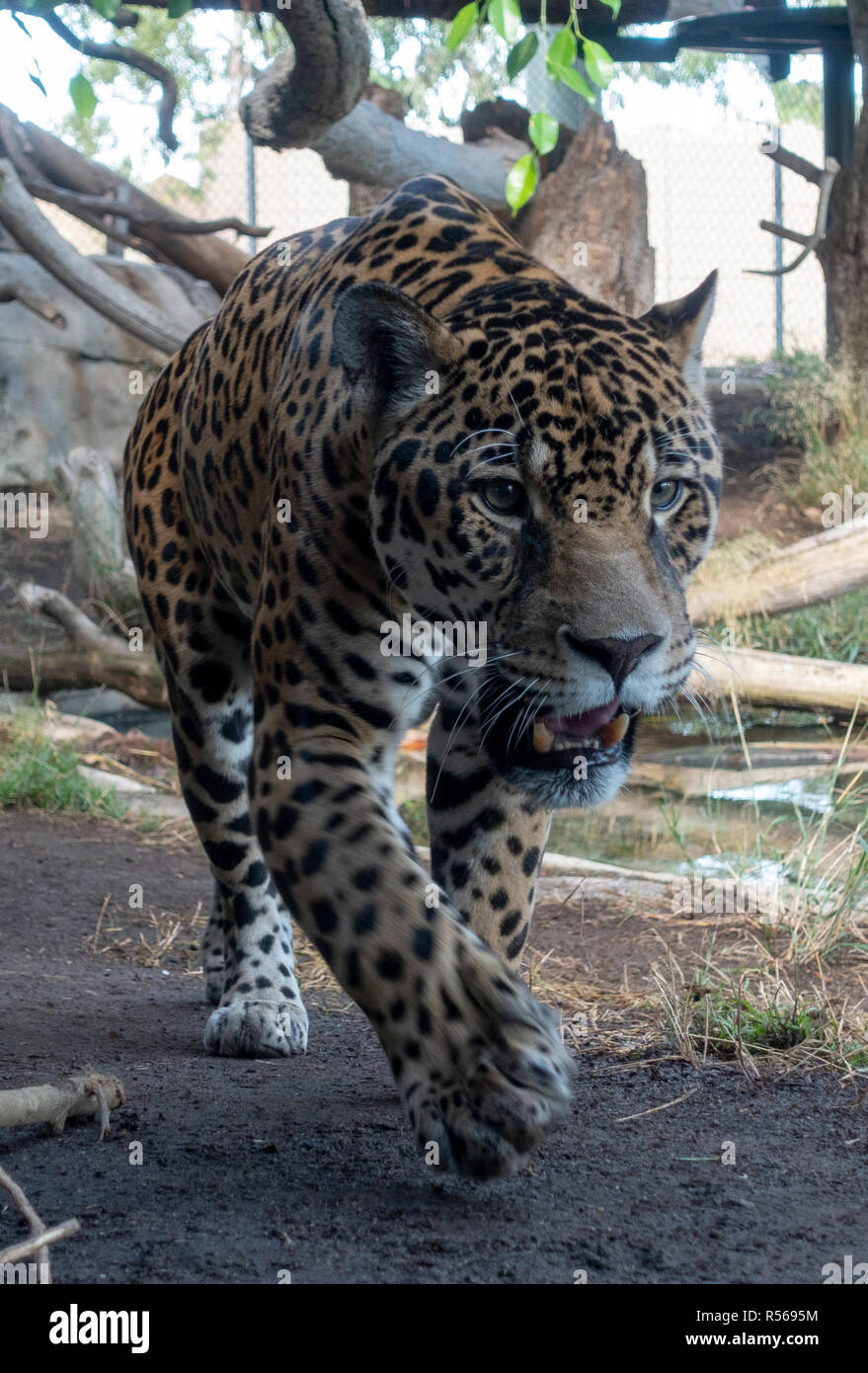 Jaguar (Panthera onca) camminando verso la telecamera, lo Zoo di San Diego, il Balboa Park, California, Stati Uniti. Foto Stock Jaguar (Panthera onca) camminando verso la telecamera, lo Zoo di San Diego, il Balboa Park, California, Stati Uniti. Foto Stock