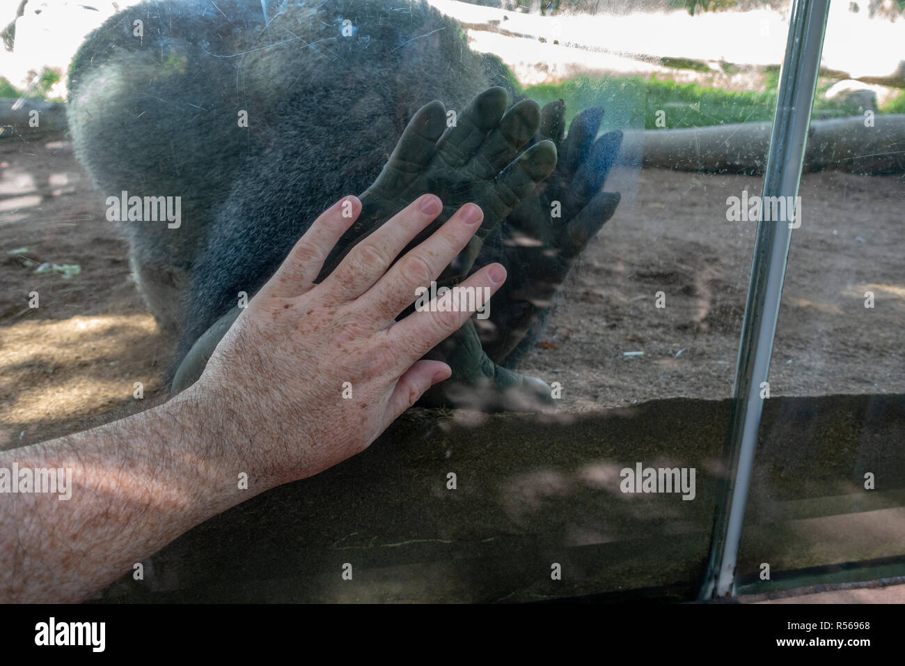 Mano umana accanto a una femmina di gorilla di piedi attraverso il vetro in San Diego Zoo, Balboa Park, California, Stati Uniti. Foto Stock