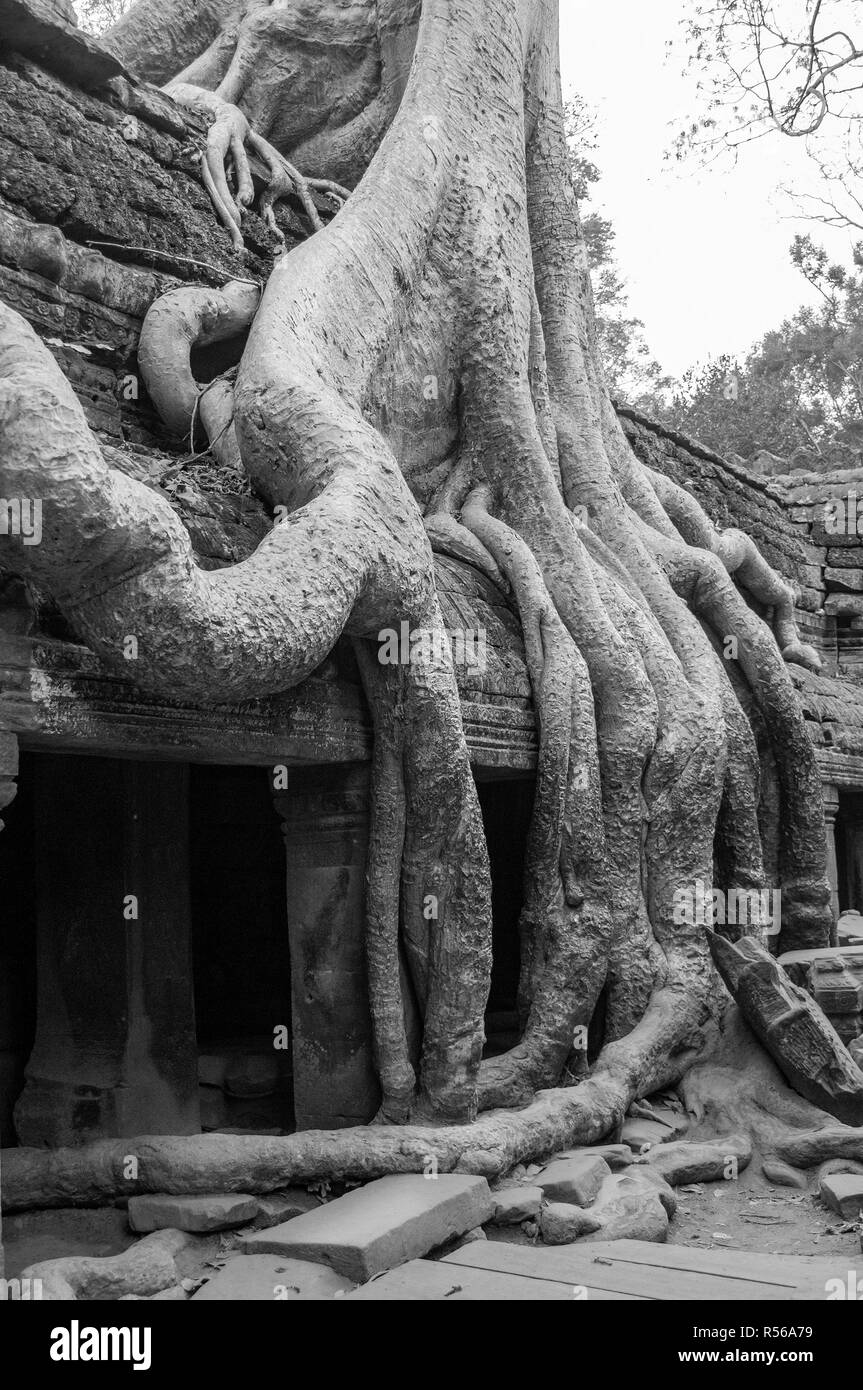 Radici di albero di copertura di parte di Ta Prohm tempio di Angkor parco archeologico, Siem Reap Provincia, Cambogia, sud-est asiatico Foto Stock