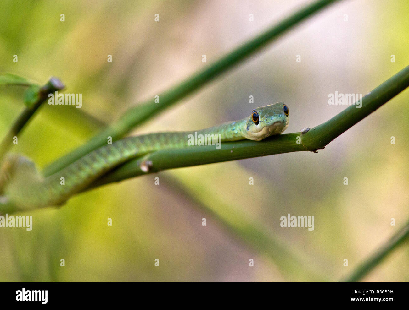 Un innocuo screziato Green Snake, appoggiato in rami di un arbusto come si riscalda nella luce del sole di mattina su una mattina inverni, Foto Stock