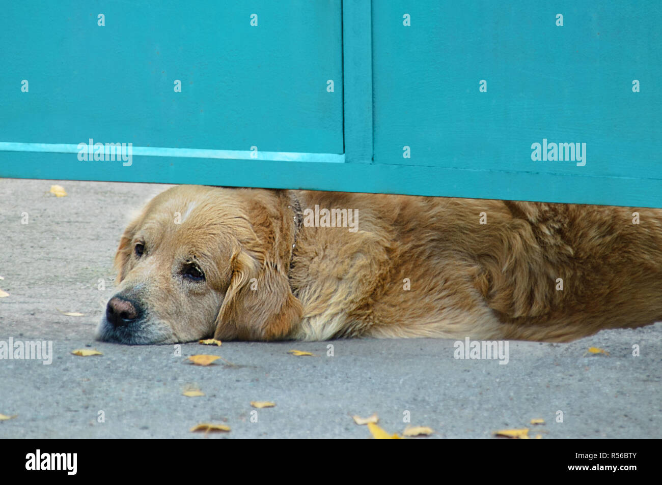 Cane di razza retriever. Esso si trova sotto le porte di metallo. Foto Stock