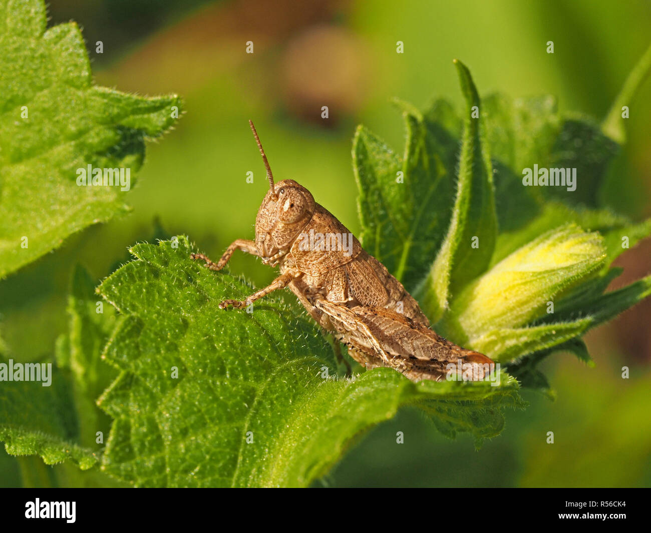 Flightless femmina macchia comune Grasshopper (Pezotettix giornae) con ali non sviluppate (Brachyptery) sul fogliame della macchia di Prato in Toscana, Italia Foto Stock