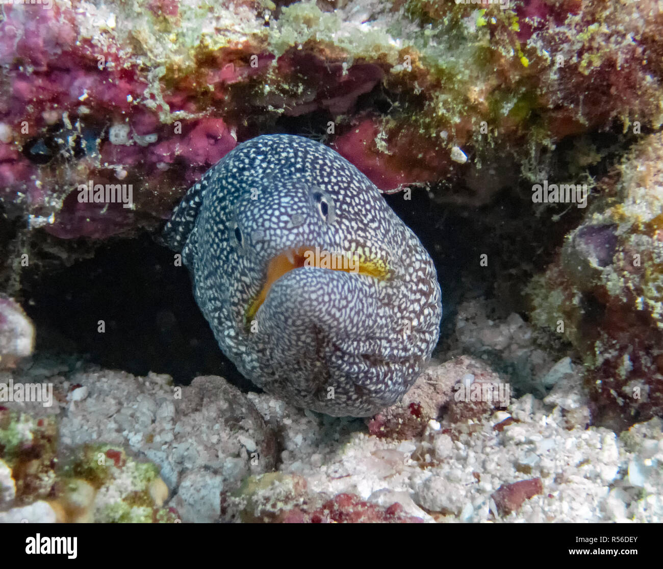 Yellowmouth Moray (Gymnothorax nudivomer) nell'Oceano Indiano Foto Stock