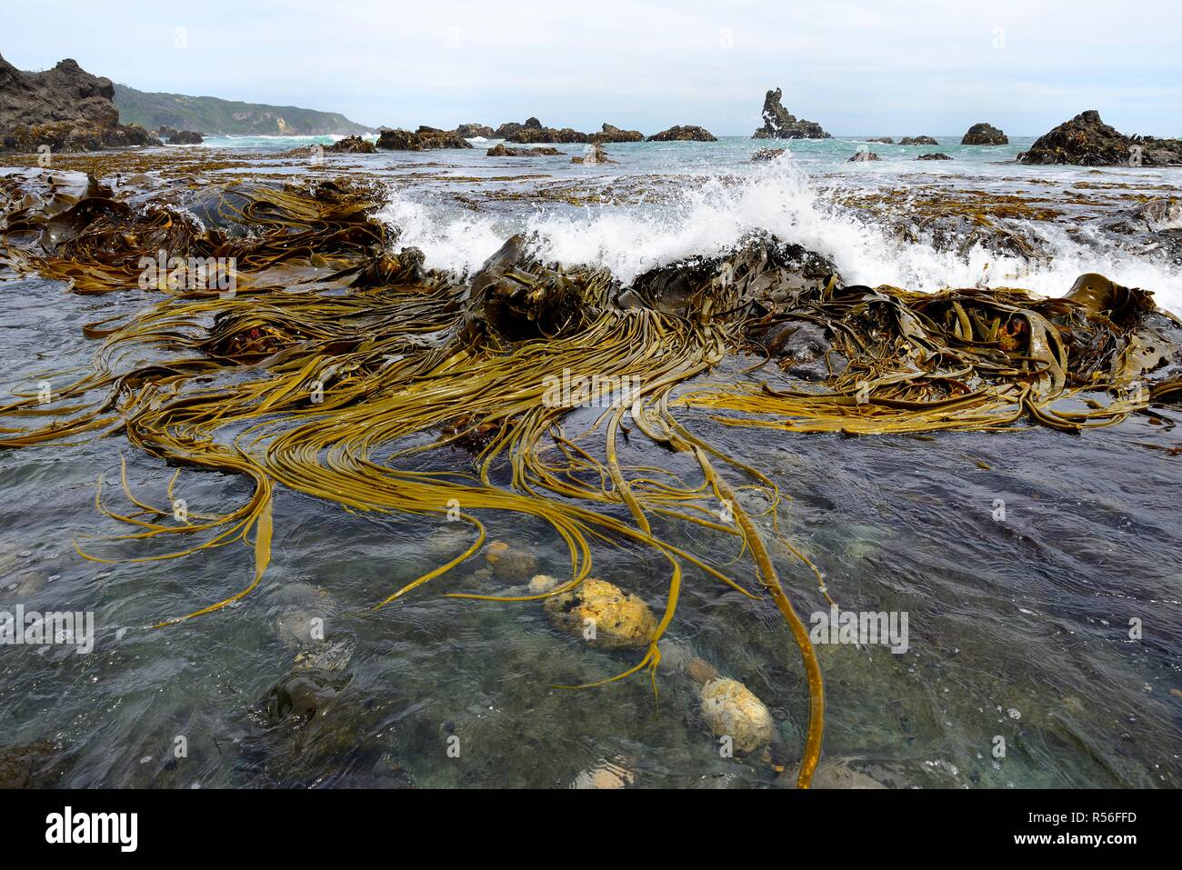 Il Gigante alluvionali Kelp (Macrocystis pyrifera), spiaggia rocciosa vicino Pumillahue, isola di Chiloé, Cile Foto Stock