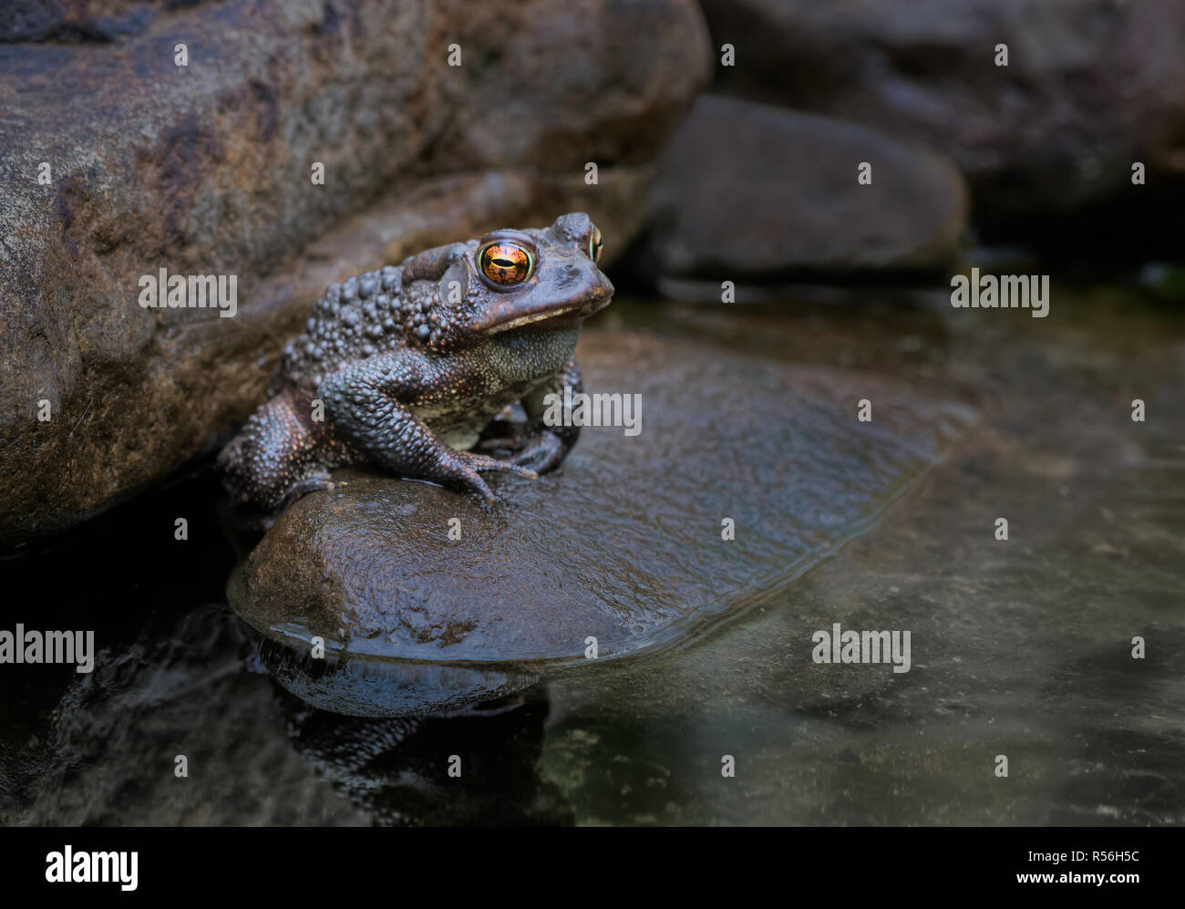 American toad (Bufo americanus) sulla roccia a bordo del laghetto in Virginia centrale, in attesa di acquisire passando preda. Foto Stock