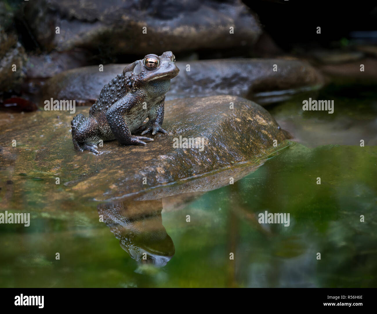 American toad (Bufo americanus) sulla roccia a bordo del laghetto in Virginia centrale, in attesa di acquisire passando preda. Foto Stock