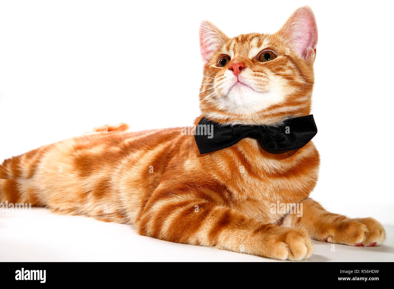 Sgombro lo zenzero tabby kitten indossando un bow tie isolata su uno sfondo bianco,parte concetto di animale Foto Stock