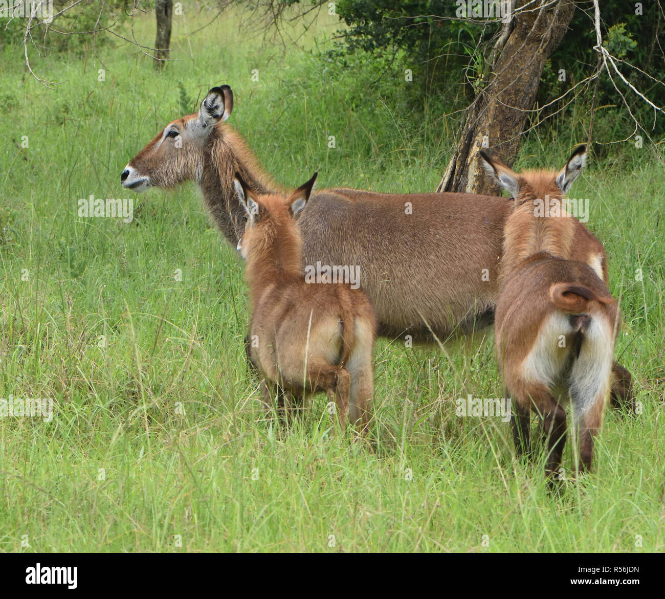 Femmine e giovani East African defassa waterbucks (Kobus ellipsiprymnus defassa). Queen Elizabeth National Park, Uganda. Foto Stock