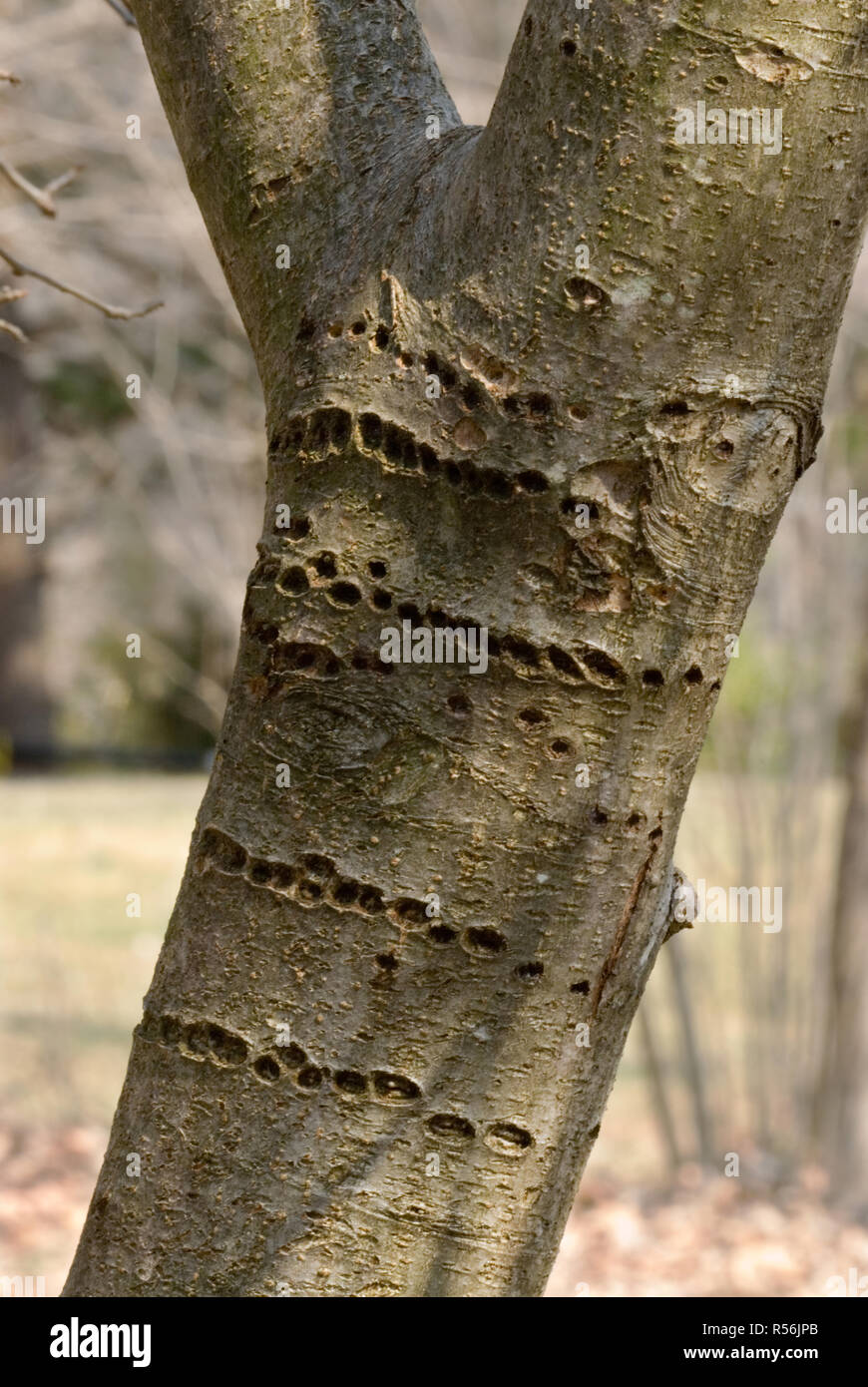 Fori realizzati da a becco giallo (sapsucker Sphyrapicus varius) in corteccia di albero della mela. Quando i fori sono fresche, il feed sapsucker su SAP in esecuzione da t Foto Stock