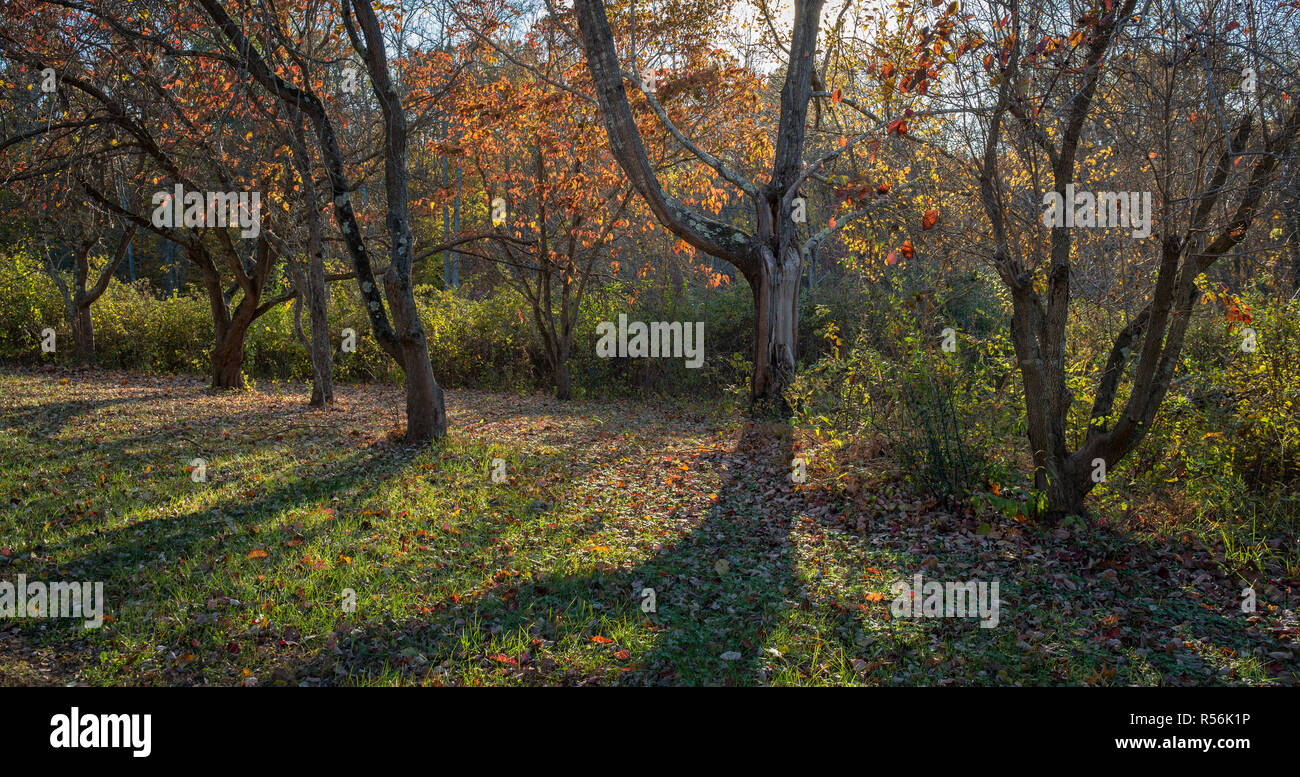 Alberi decidui retroilluminati da Sun ai primi di novembre in Virginia centrale, nella Ivy Creek Area naturale nei pressi di Charlottesville. Boschi e prati in questo Foto Stock