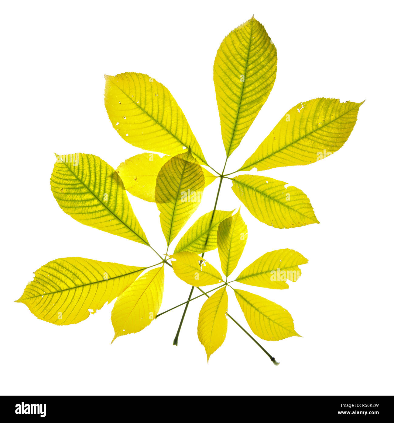 Foglie di scovolino da bottiglia buckeye (Aesculus parviflora)z a inizio autunno, la retroilluminazione sul tavolo luminoso Foto Stock